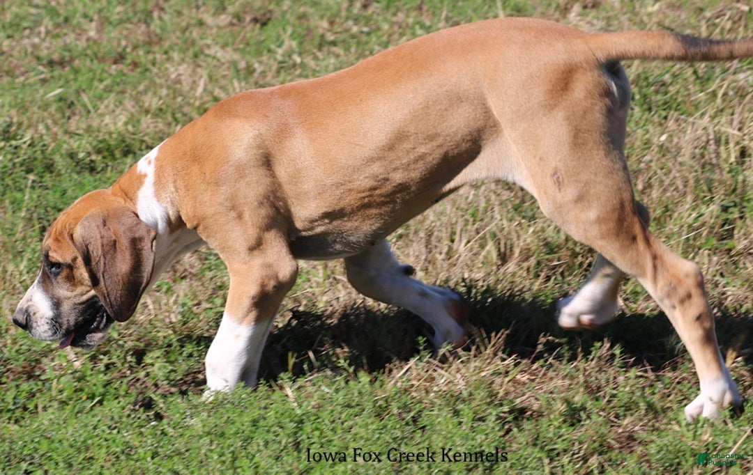 Great Dane dogs for sale: Great Dane Puppy 4 - Ad 5