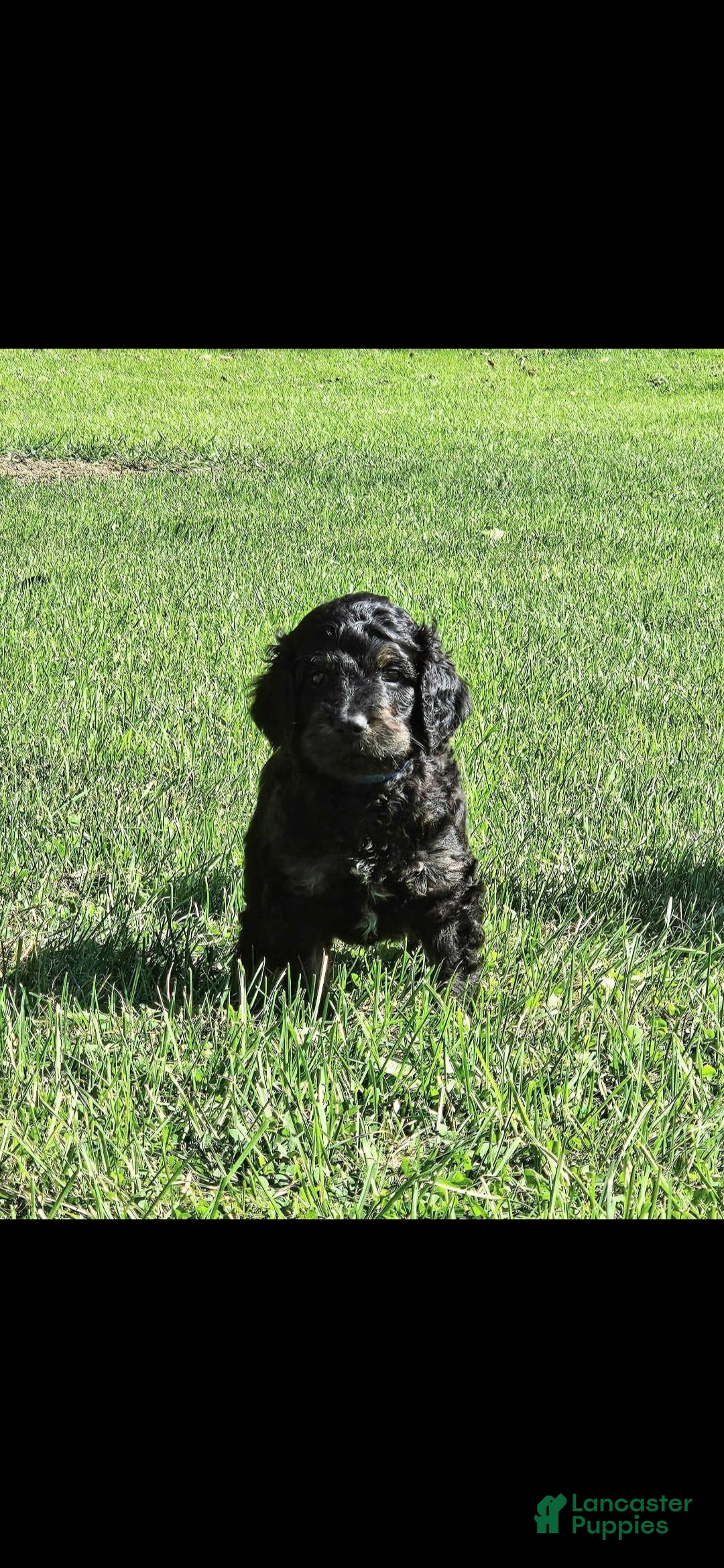 Mixed Breed dogs Dragonfly - Ad 31