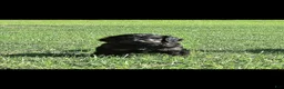 Mixed Breed dogs for sale: Dragonfly - Ad 1