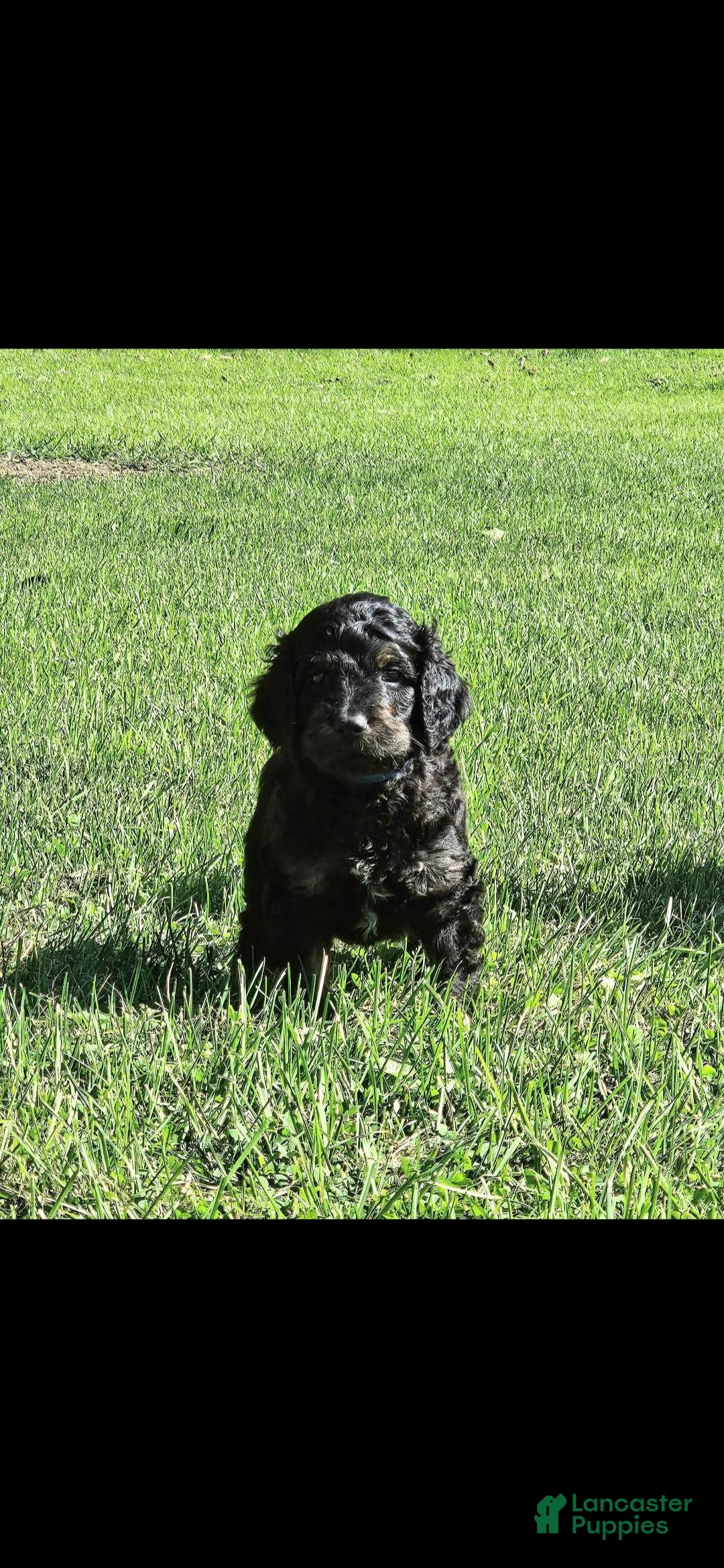 Mixed Breed dogs for sale: Dragonfly - Ad 1