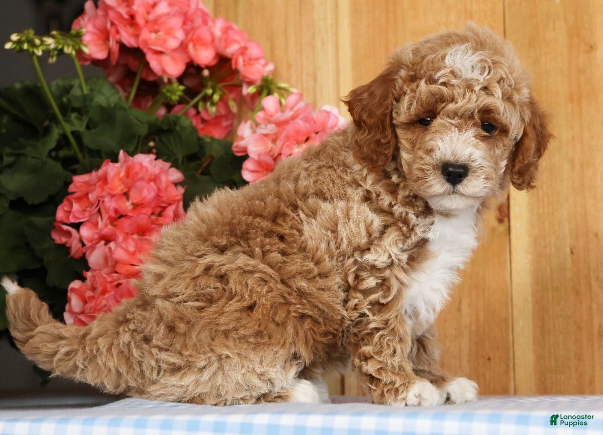 Mini Goldendoodle dogs Bruno - Ad 1
