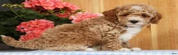 Mini Goldendoodle dogs for sale: Bruno - Ad 8