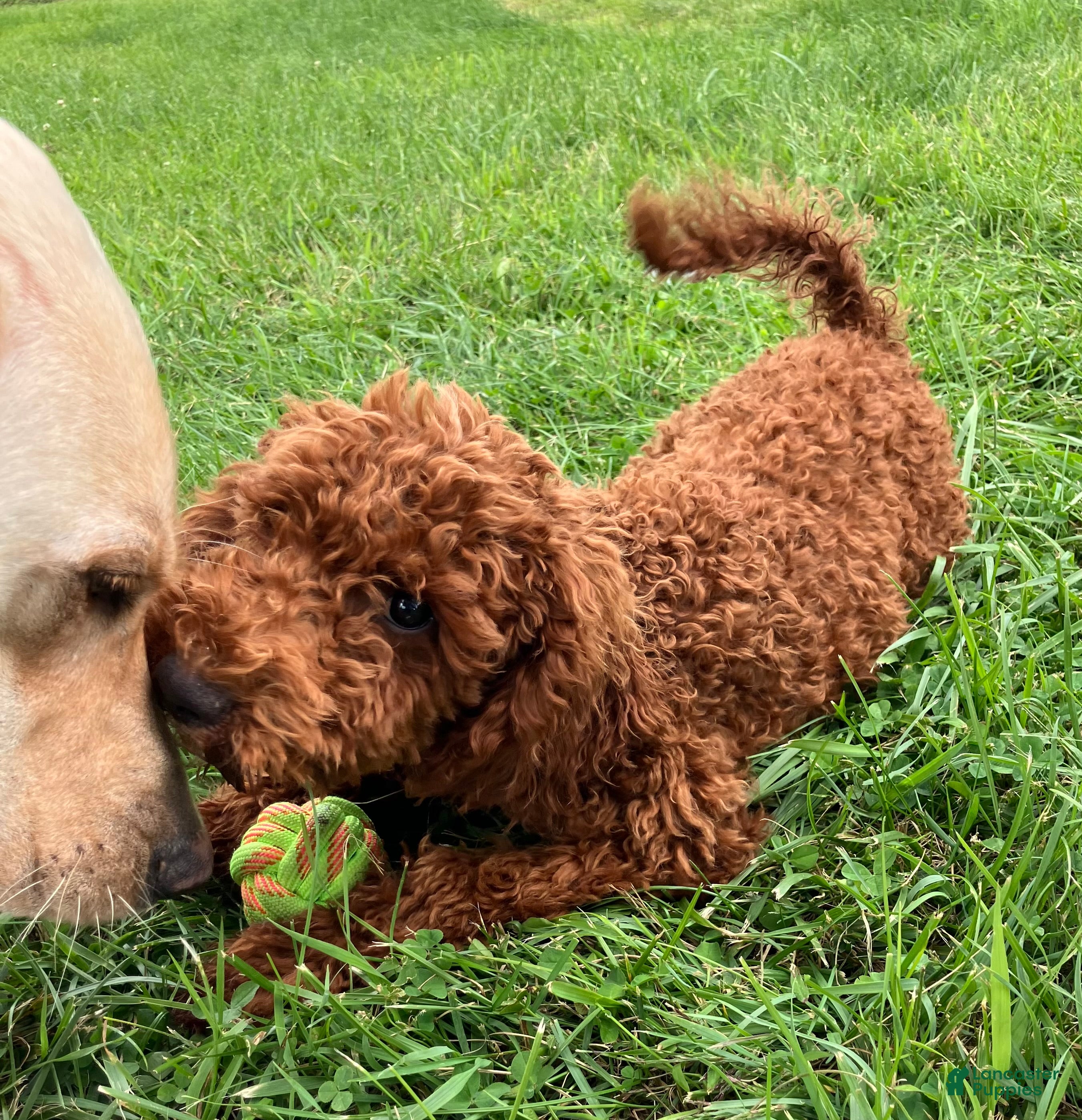 Miniature Poodle dogs Brelle - Ad 10