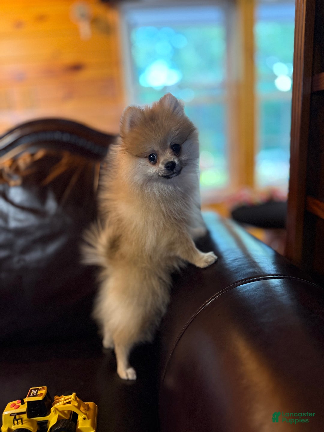 Paddington the little Bear~ for sale in Kent Lancaster Puppies