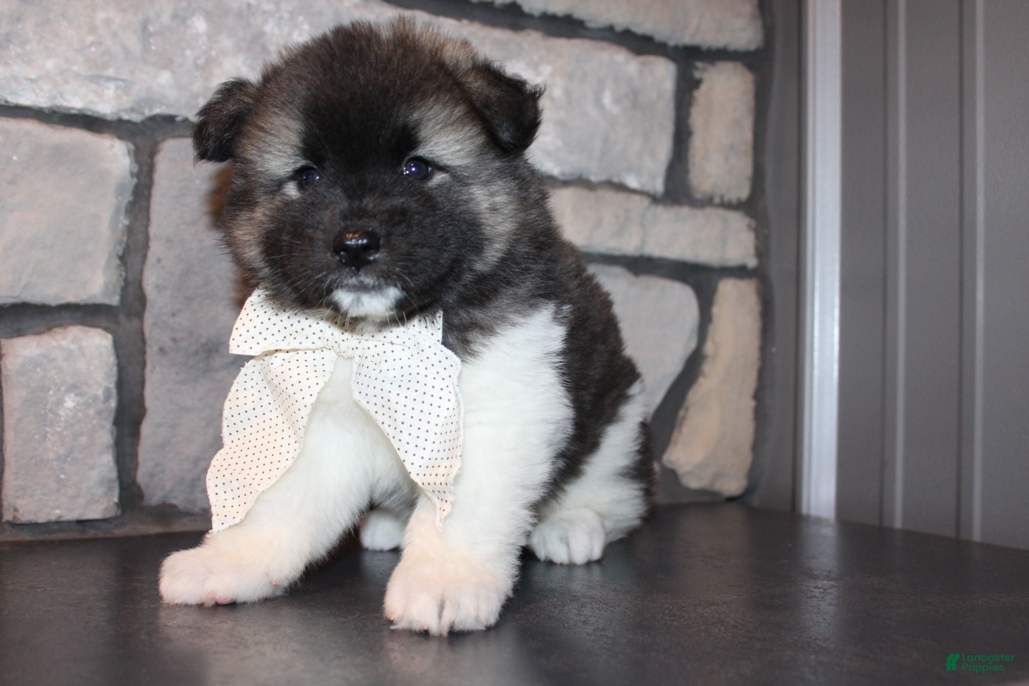 Akita dogs AKC Riley - Ad 2