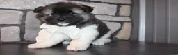 Akita dogs for sale: AKC Riley - Ad 2