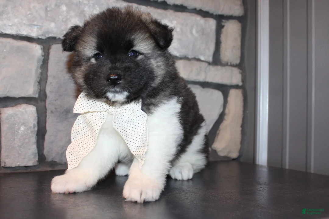 Akita dogs for sale: AKC Riley - Ad 2