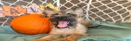 Cairn Terrier dogs for sale: Johnny  - Ad 5