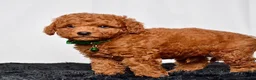 Mini Goldendoodle dogs for sale: Mr. Logan - Ad 5