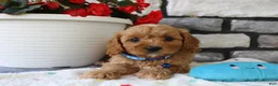 Cavapoo dogs for sale: Silas - Ad 4