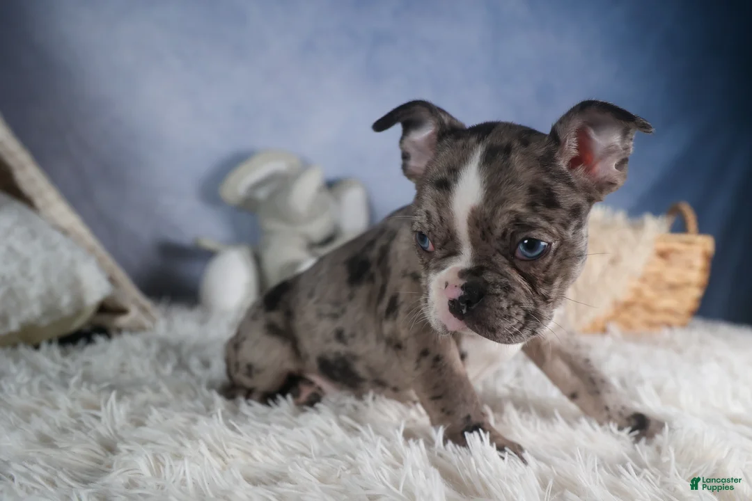 Frenchton dogs for sale: ISABELLA - Ad 8