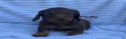 Miniature Dachshund dogs for sale: Fluffy - Ad 1
