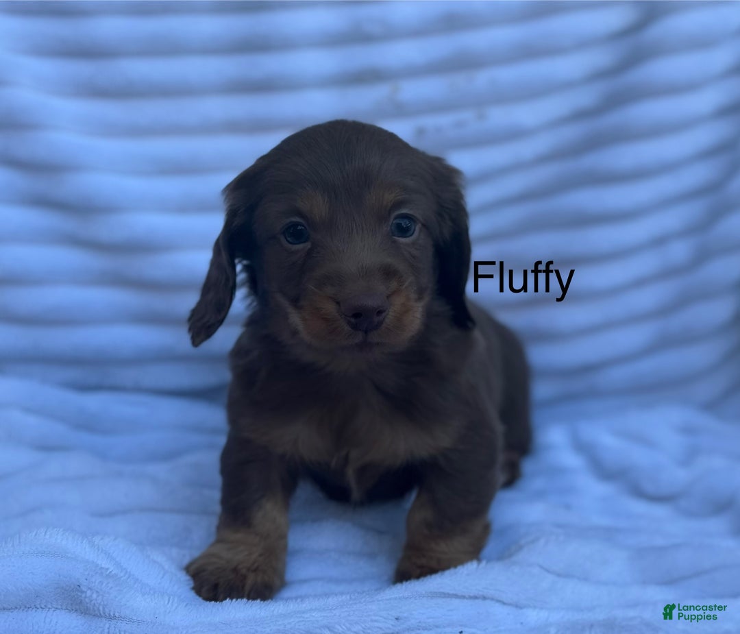 Miniature Dachshund dogs for sale: Fluffy - Ad 1
