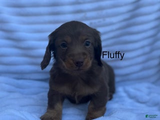 Miniature Dachshund dogs Fluffy - Ad 28