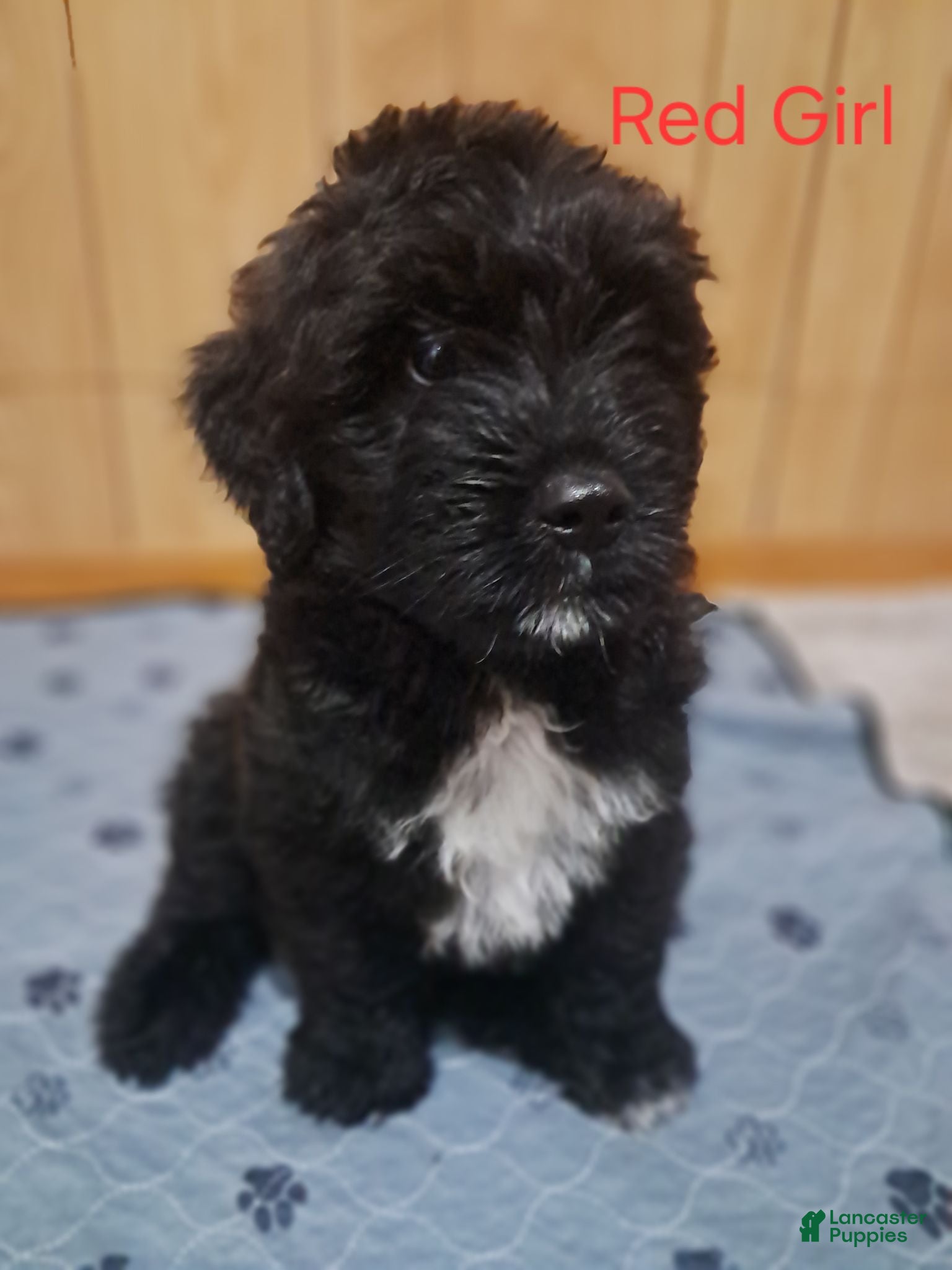 Bouvier Des Flandres dogs for sale: Bouvier Des Flandres 5 - Ad 3