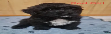Bouvier Des Flandres 5