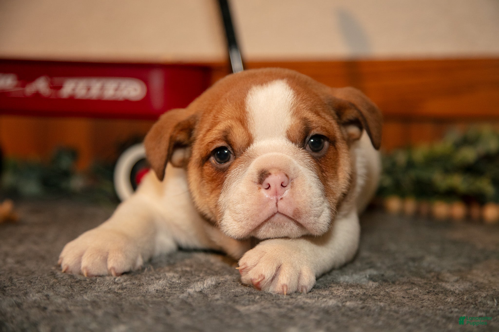 Mixed Breed dogs Percy - Ad 2