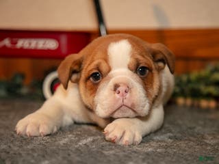 Mixed Breed dogs Percy - Ad 2