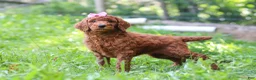 Standard Poodle dogs for sale: Nicole AKC - Ad 4