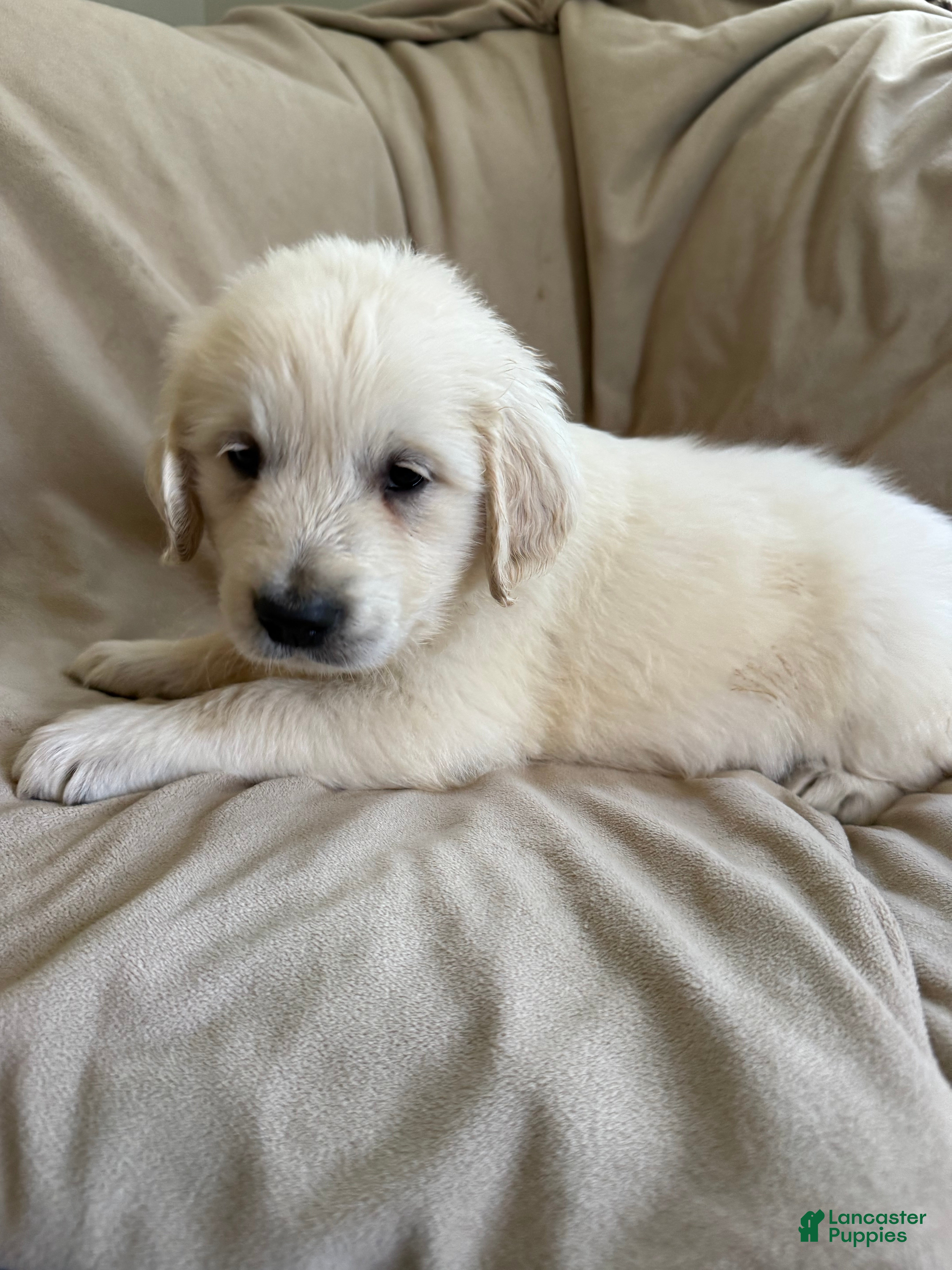 Golden Retriever dogs Golden Retriever Puppy white  - Ad 6