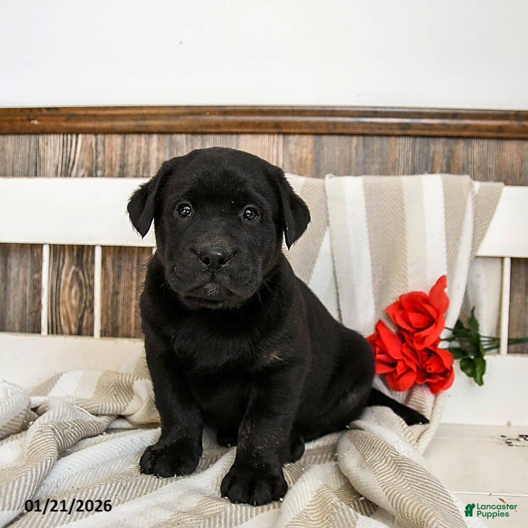 Labrador Retriever dogs for sale: Corbin - Ad 1