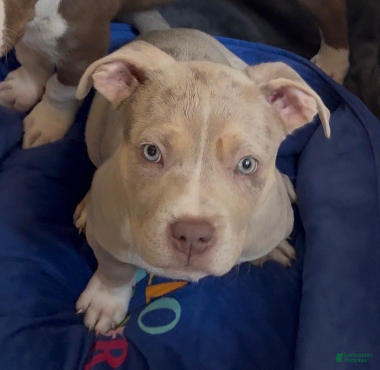 American Bully dogs American Bully Puppy 3 - Ad 1