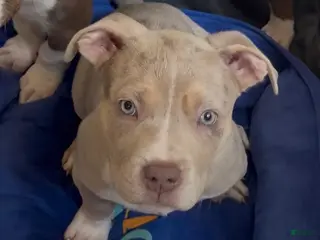 American Bully dogs for sale: American Bully Puppy 3 - Ad 4