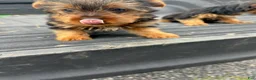 Yorkshire Terrier dogs for sale: Dave - Ad 1