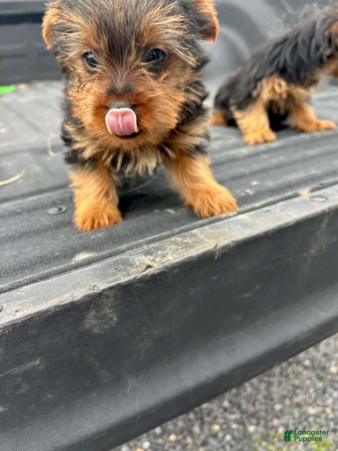 Yorkshire Terrier dogs for sale: Dave - Ad 1