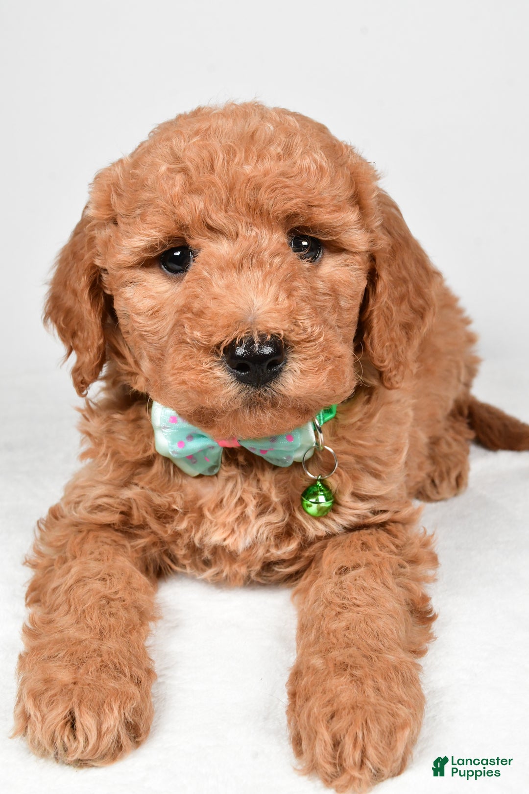 Mini Goldendoodle dogs for sale: Rusty f one b - Ad 4