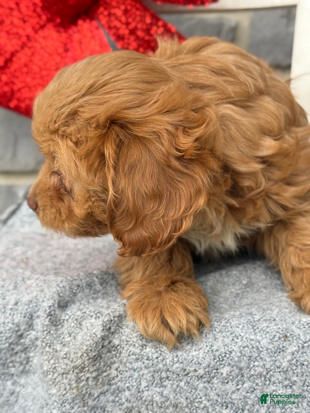 Cavapoo dogs for sale: Alita - Ad 9
