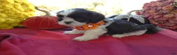 Shih Tzu dogs for sale: Shih Tzu 1 Scooter - Ad 2