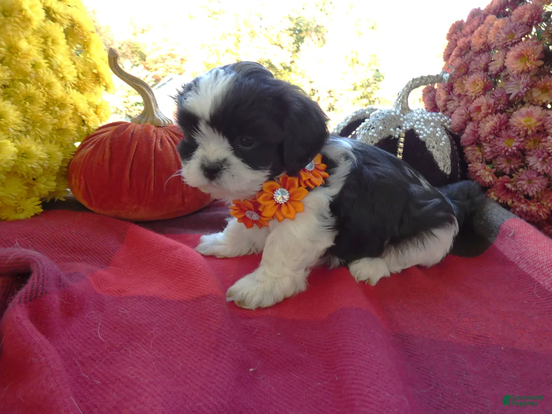 Shih Tzu dogs for sale: Shih Tzu 1 Scooter - Ad 2
