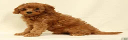 Cavapoo dogs for sale: Calla - Ad 8