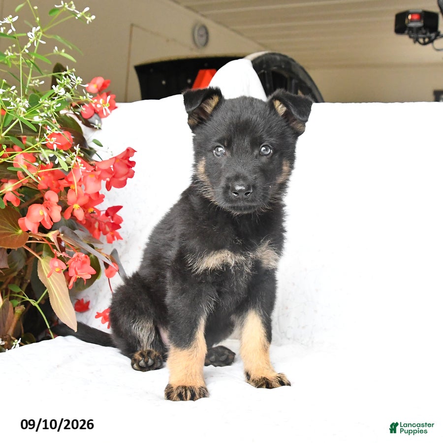 German Shepherd dogs Mack  - Ad 1