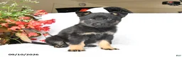 German Shepherd dogs for sale: Mack  - Ad 1