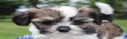 Mixed Breed dogs for sale: Nico - Ad 4