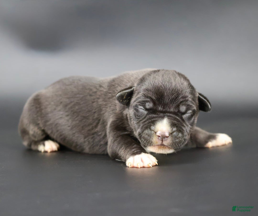 American Bully dogs for sale: Valentina - Ad 1