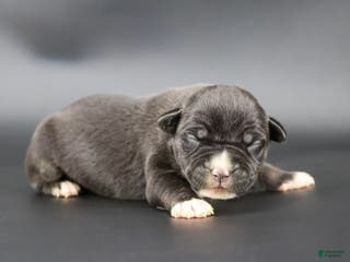 American Bully dogs Valentina - Ad 27