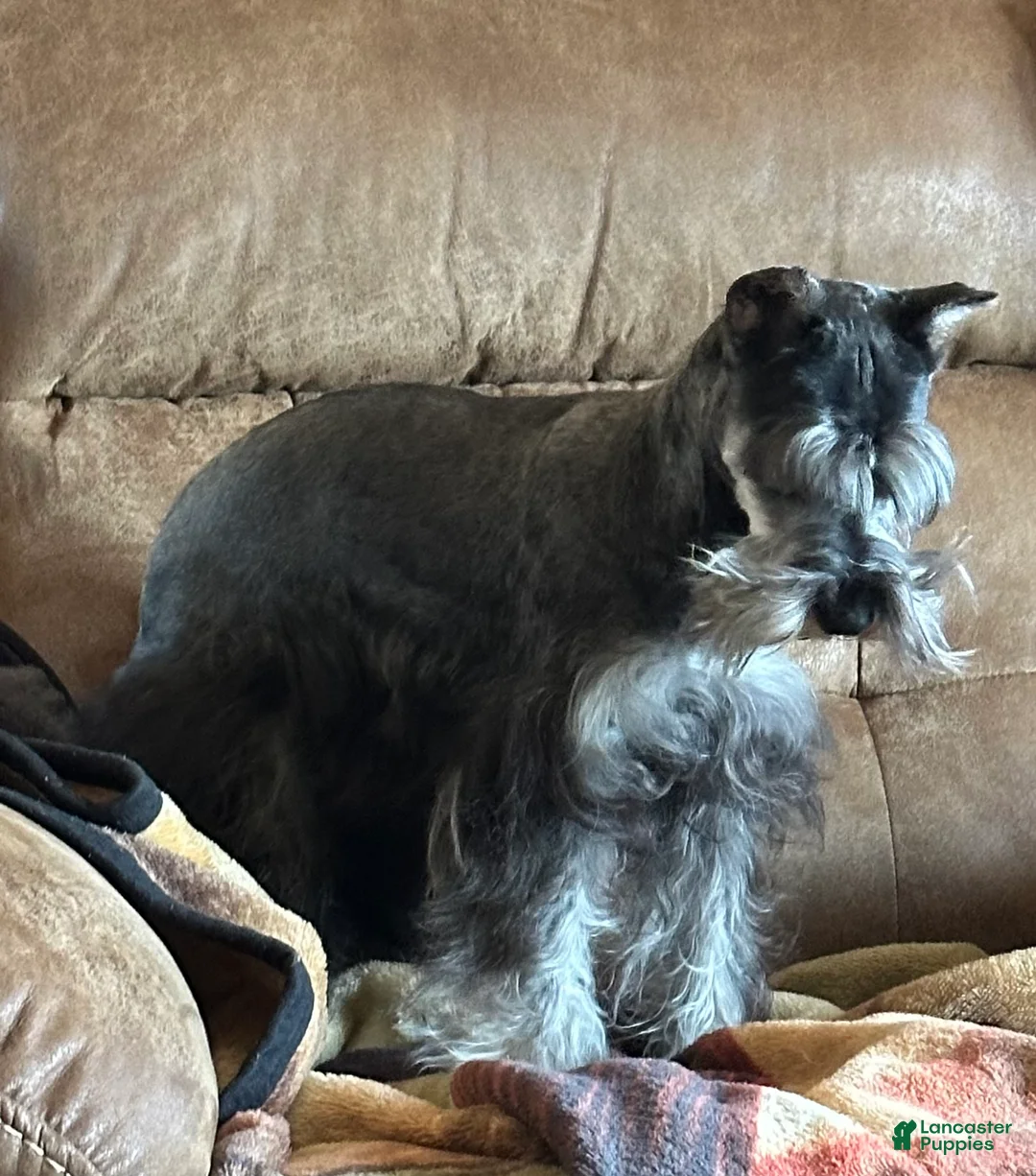 Miniature Schnauzer dogs for sale: Journey - Ad 2