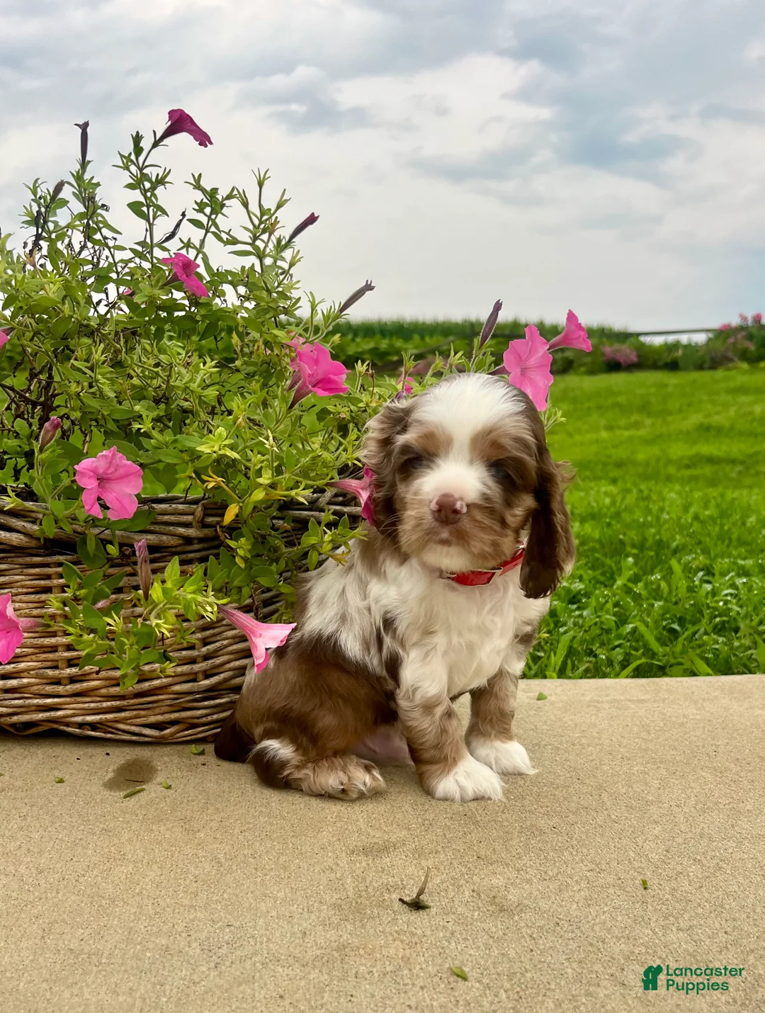 Cocker Spaniel dogs for sale: Happy❤️AKC Registered🐾Call or text - Ad 1
