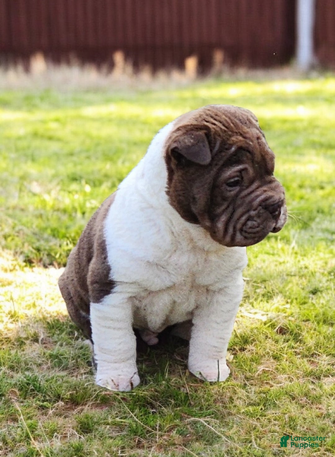 Shar Pei dogs for sale: Jester chocolate mini  - Ad 6
