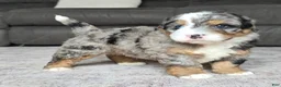 Mini Bernedoodle dogs for sale: Mini Shadow - Ad 17