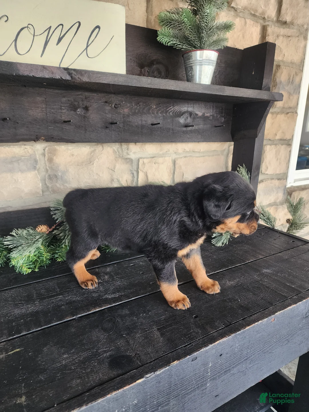 Rottweiler dogs for sale: Bella - Ad 4