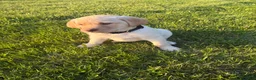 Labrador Retriever dogs for sale: Sammy - Ad 3