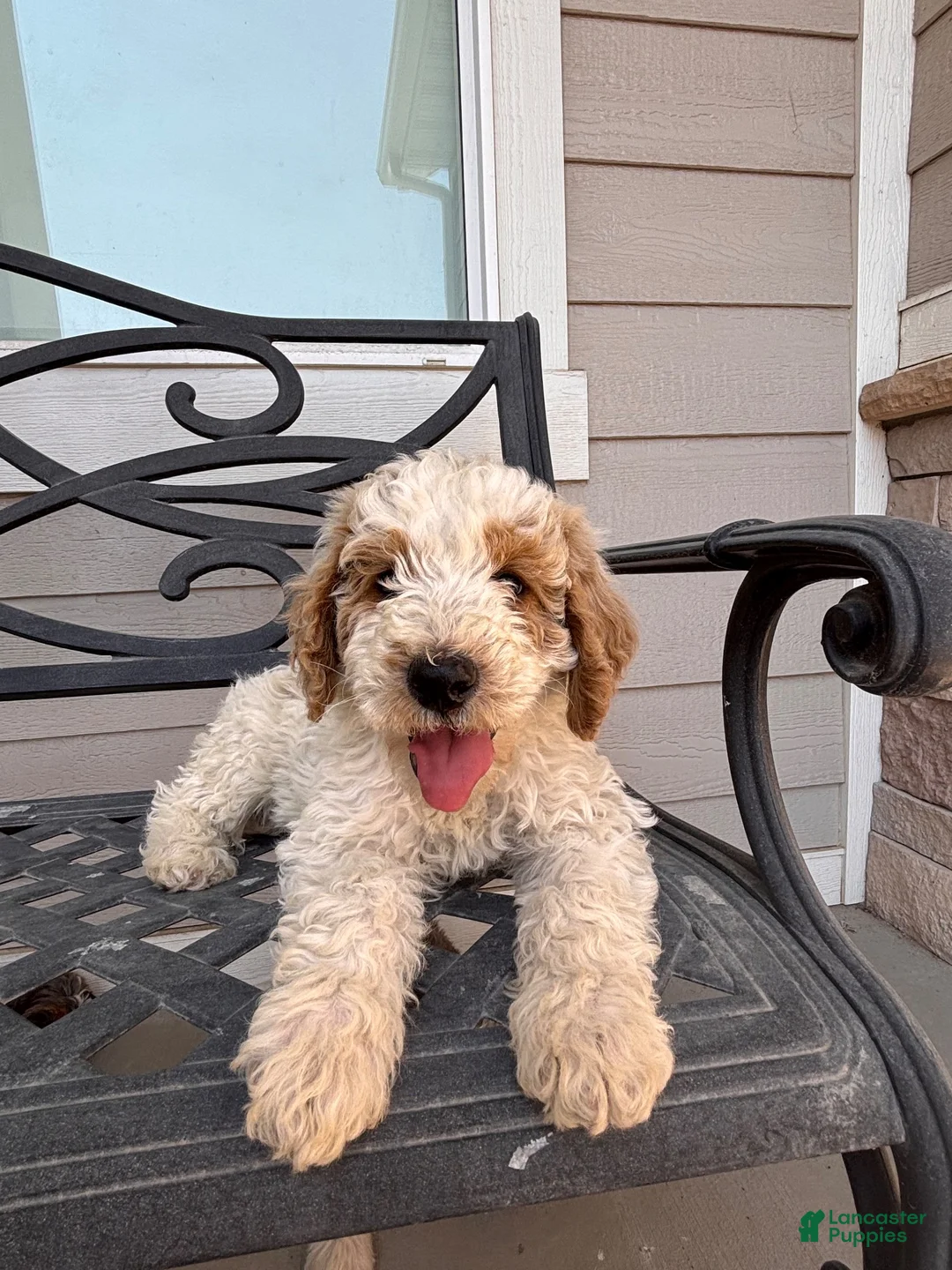 Mini Bernedoodle dogs for sale: Jasper - Ad 2