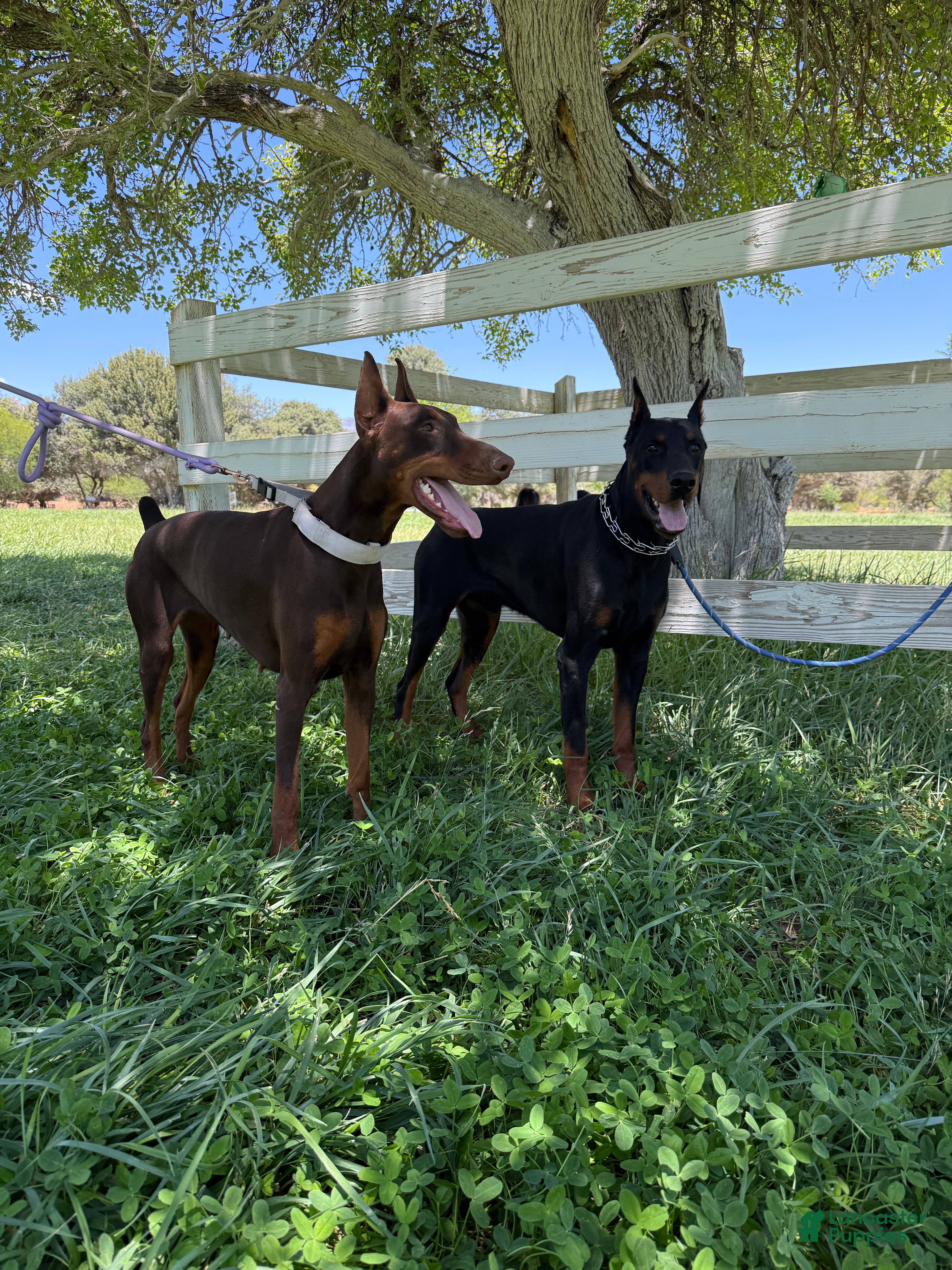 Doberman Pinscher dogs Doberman Pinscher 2 - Ad 2