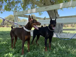 Doberman Pinscher dogs Doberman Pinscher 2 - Ad 2