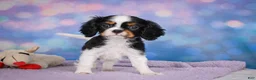 Cavalier King Charles Spaniel dogs for sale: Ricky Genetic Clear - Ad 5