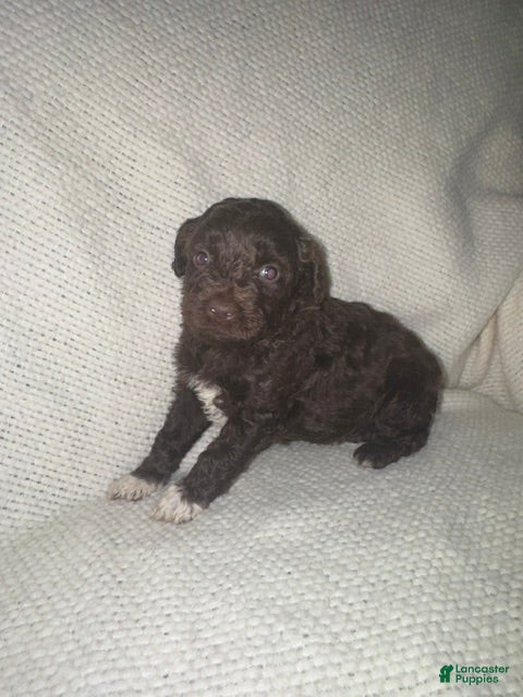 Mini Aussiedoodle dogs Mini Aussiedoodle Puppy 3 - Ad 24